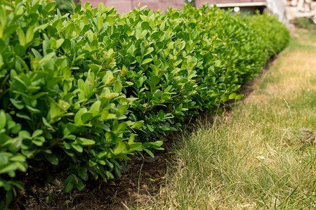 boxwood shrub selective focus  in sunny weather