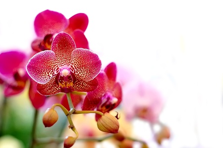 vanda orchidの写真素材