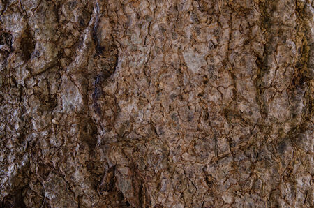 bark