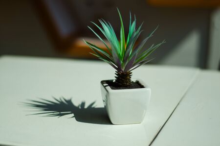 small tree n  tableの写真素材