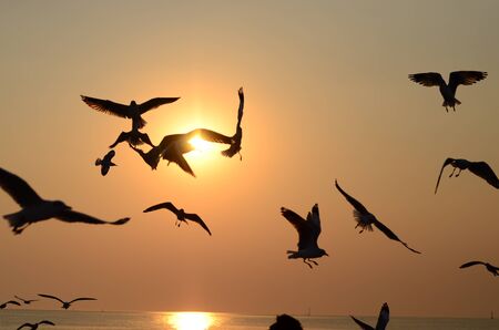 seagull with sunの写真素材