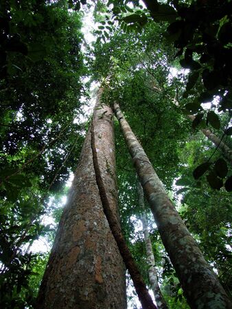 big tree  highの写真素材