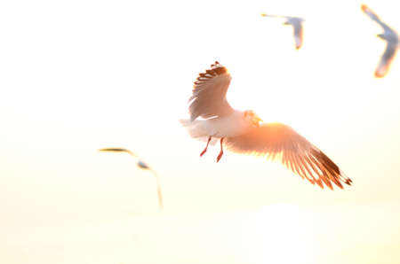 Seagull fly  sunset