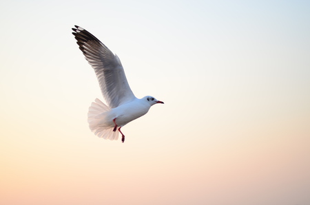 Seagull fly