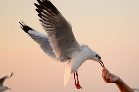 Seagull  eat food from handの写真素材