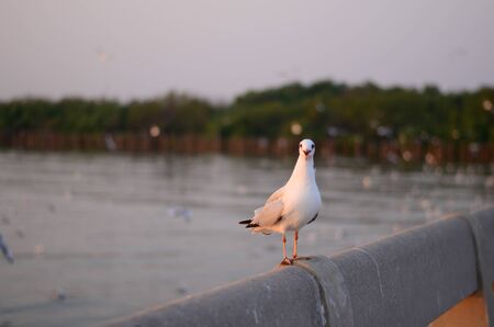 seagull  on bridgeの写真素材