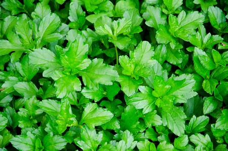 Green bush and grass in garden 