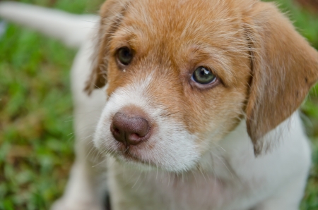 Puppy face close up の写真素材