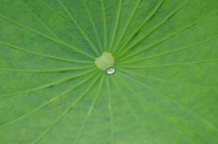 A drop of water on the lotus leaf  の写真素材