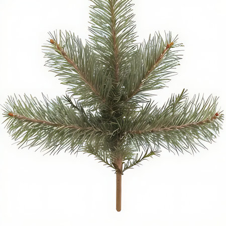 Fir tree branch isolated on white background. Christmas decoration. Close-up.の素材