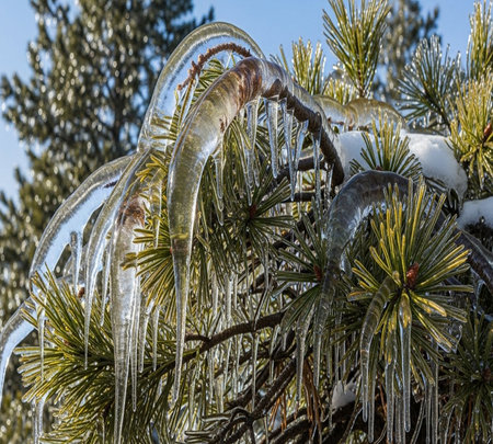 Icicles on the branches of a pine tree in winter.の素材