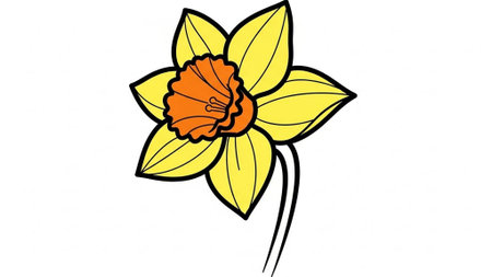 Daffodil flower on a white background. vector illustration.の素材