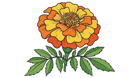 Hand drawn marigold flower on white background. Vector illustration.の素材