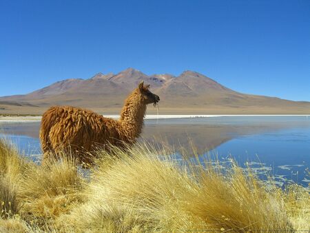 Reflection - Lake,の写真素材