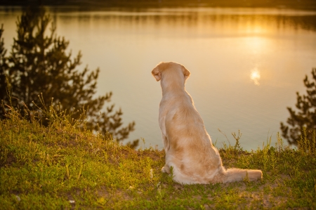 Golden retriever looking at the sunsetの写真素材