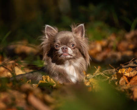 chihuahua walking in the park with his happy family during the cocnavirus pandemicの写真素材