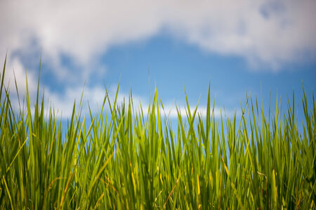 green grass and blue sky background