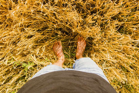 A Sunny day in a wheat fieldの写真素材
