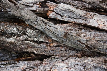 The background of thick and rough woodの写真素材