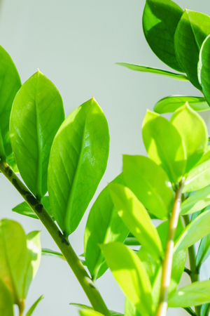 The foliage of the tree houseの写真素材