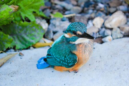 A beautiful kingfisherの写真素材