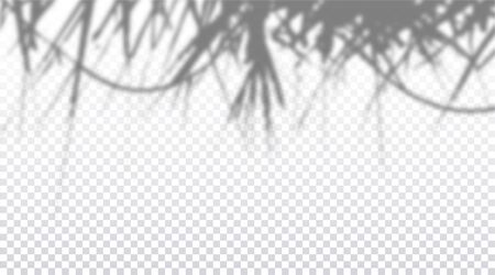 Realistic transparent drop shadow on a wall, exotic palm leafs overlay effect for photo, design presentation. Vector illustrationのイラスト素材