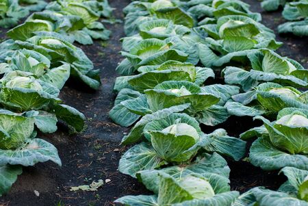 Cabbage in a garden, ready to be picked