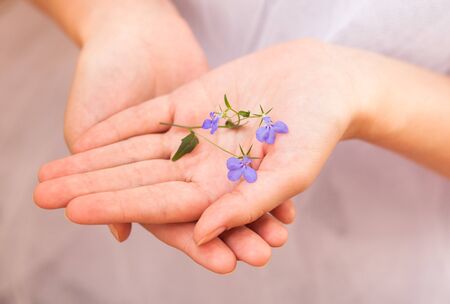 Delicate blue flower in female handsの写真素材