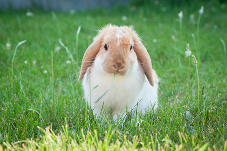 Little rabbit on green grass in summer dayの写真素材