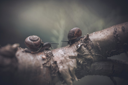 Pair of snailsの写真素材