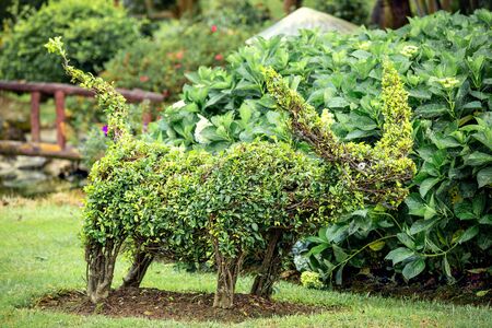 Vietnam, Dalat - November 05, 2017: Landscape design in Dalat flower parkのeditorial素材