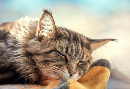 Fluffy cute cat sleeping in the sunlightの写真素材