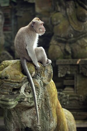 Macaque sitting on an ancient statue in Ubud, Bali