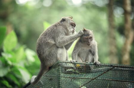 Macaque mom cleans the skin of a cubの写真素材