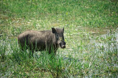 Warthog in national park Yala, Sri Lankaの写真素材
