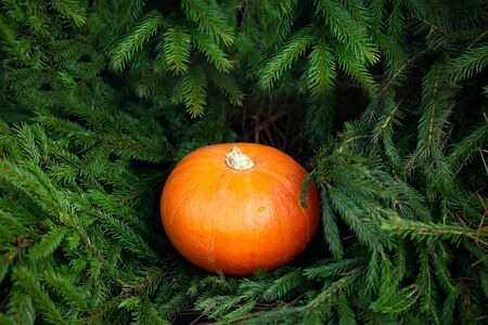 Pumpkin in spruce branchesの写真素材