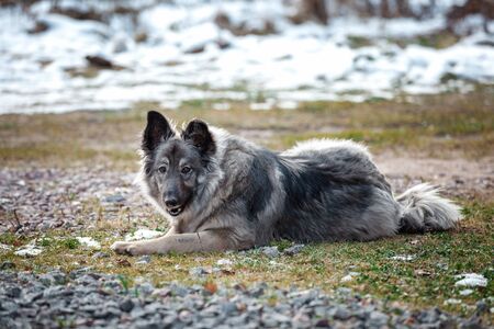 Autumn portrait of cute fluffy dogの写真素材