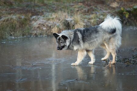 The mongrel walks on the ice of the lake