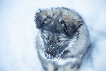 Portrait of cute fluffy puppy playing in the snowの写真素材