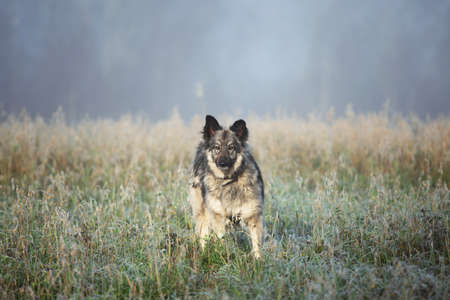 Funny fluffy dog walking in the autumn fieldの写真素材