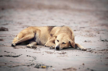Abandoned lonely dog sleeping on the beach
