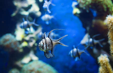 Exotic fish in neon light in aquariumの写真素材