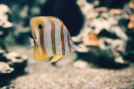 Butterfly fish in the Red Seaの写真素材