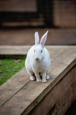 White rabbit sitting