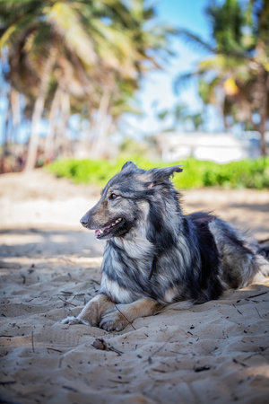 blue merle border collie dog on the beach with palm trees