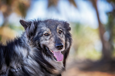 Portrait of a mixed breed dog in the park. Shallow depth of field.