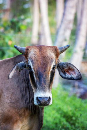 Portrait of brown cowの写真素材