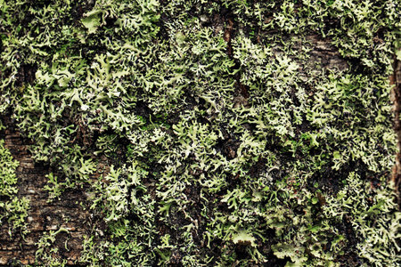 Green moss on a tree.