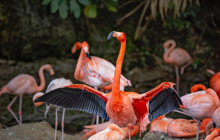 A pink Caribbean flamingo near a body of water.の写真素材