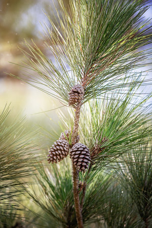 Pine branches with cones in the forest. Selective focus.の写真素材